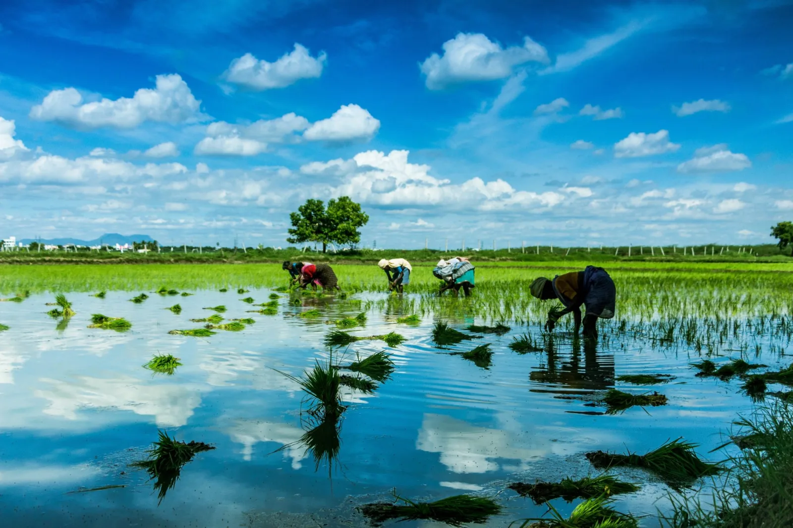 Amazon Expands Carbon Credit Offtake Agreements to Climate Pledge Partners