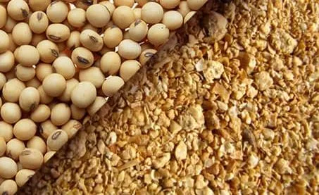 U.S. Soybean Meal Demand Rises Amid Uncertainty Over China’s Purchases