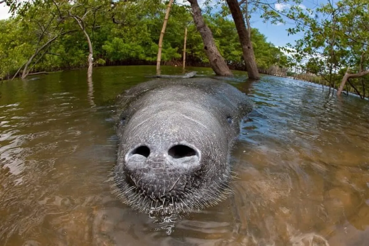 Brazil Approves Amazon Oil Drilling despite Risks to Unique Hybrid Manatees