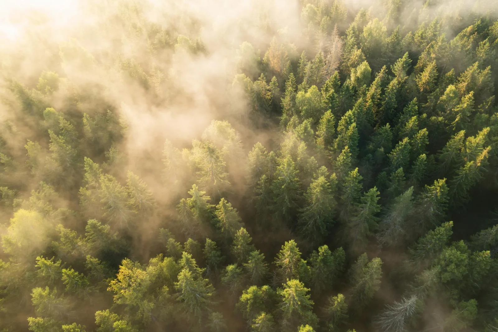 New Research Challenges How Climate Models Estimate Forest Carbon Storage