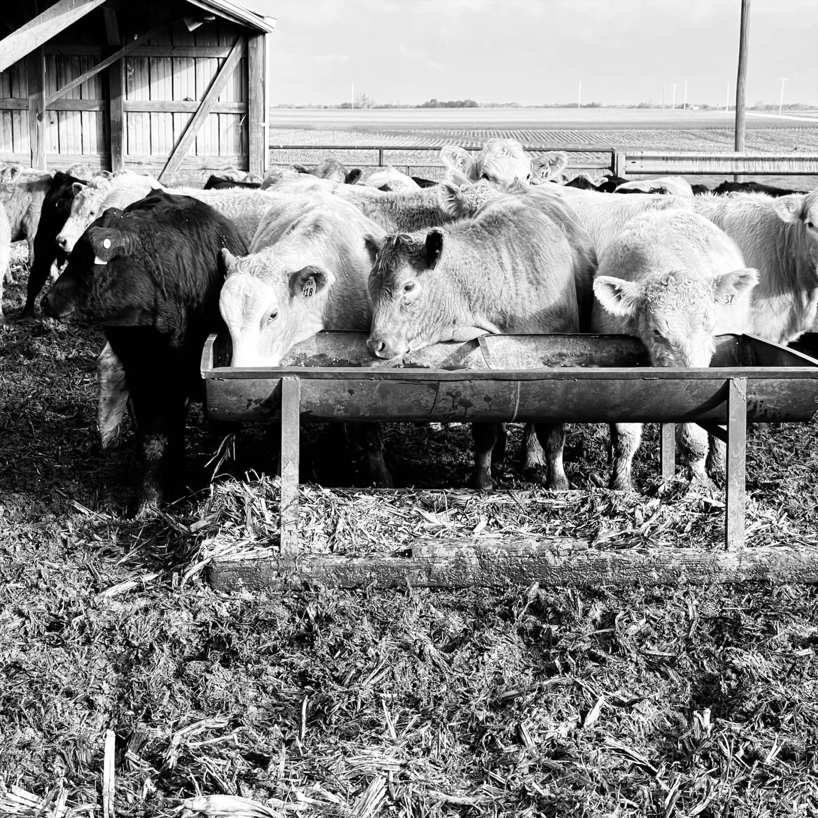 US Cattle Group Supports Possible USMCA Exit, Demands Stronger Import Controls
