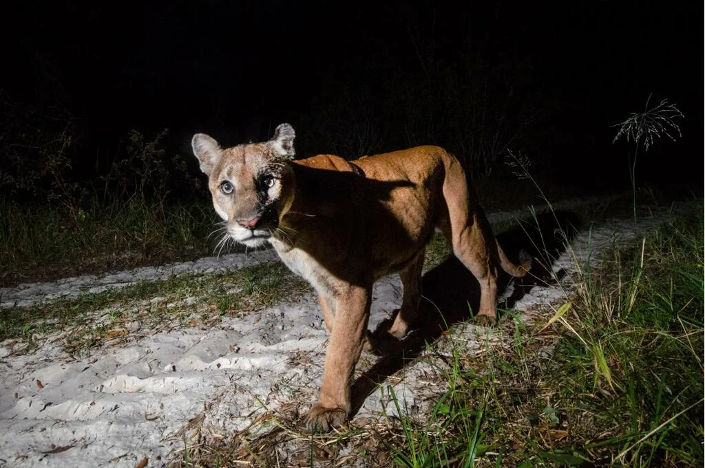 Climate Change Drives Unpredictable Wildlife Movements, Challenging Conservation Efforts