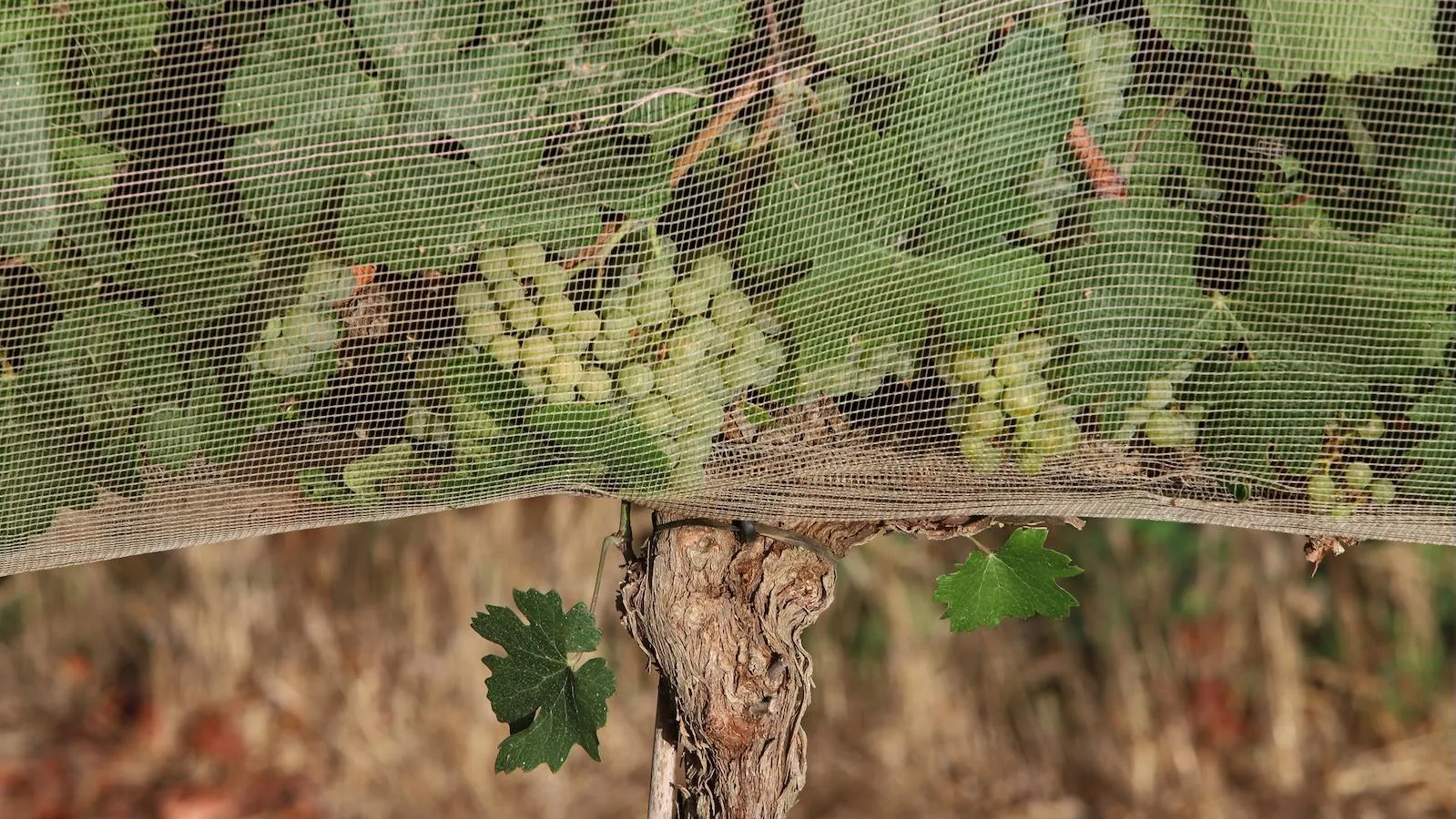 Consumers Show Willingness to Pay More for Climate-Resilient Wines, Study Finds