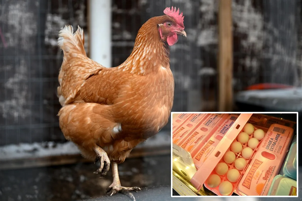 Major Egg Producers Settle for $3.3 Million Over Price Manipulation Scheme