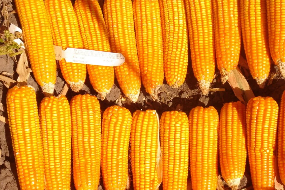 Zambia’s Current Food Surplus Conceals Risks from Global Instability and Climate Threats