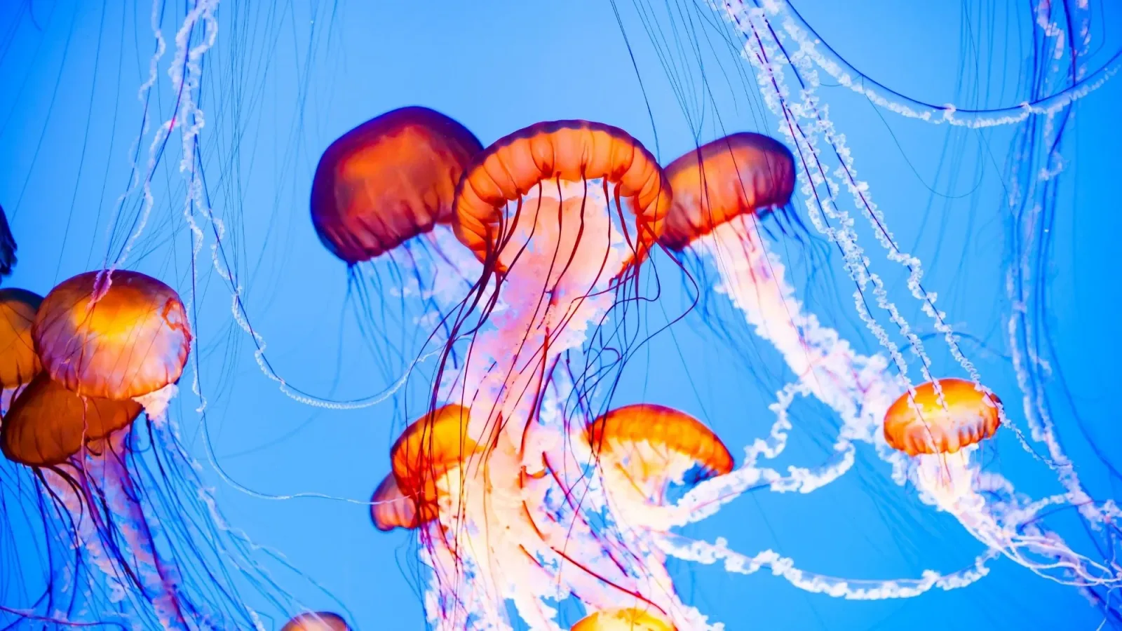Jellyfish Swarms Force Shutdowns at Major French Nuclear Power Plant Again
