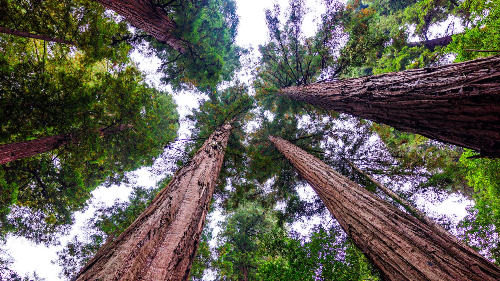 Vietnam Formalizes Carbon Credit Trade Agreement with Singapore Under Paris Pact