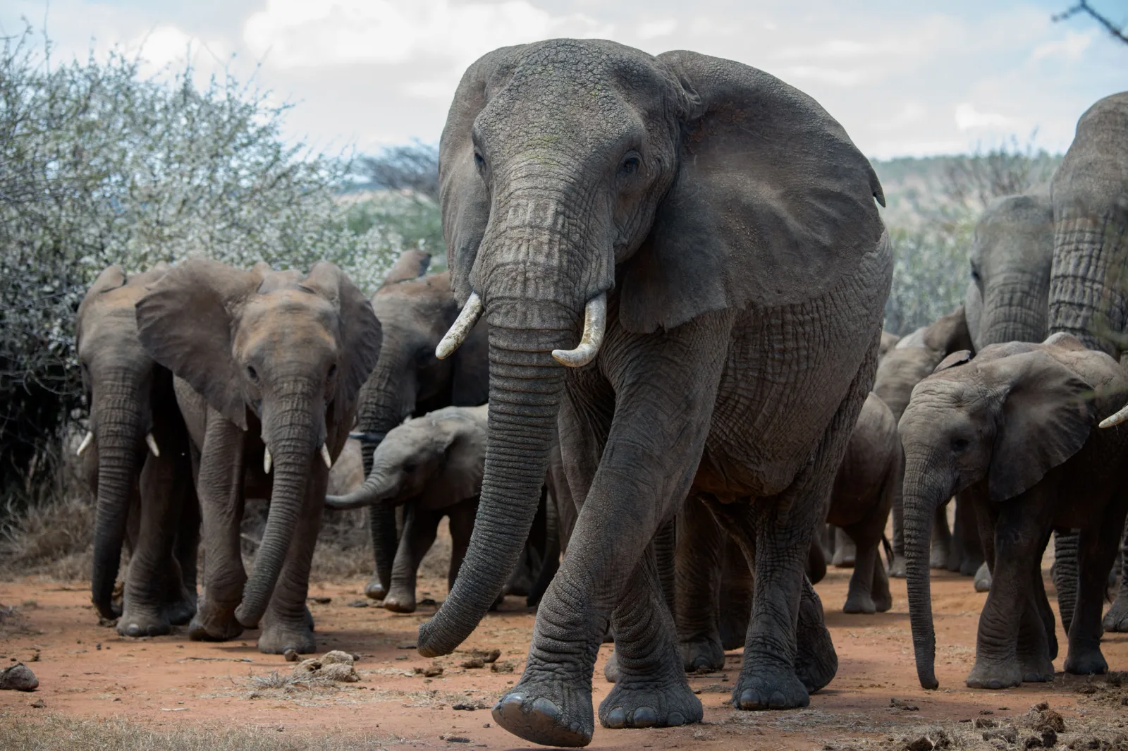 The role of large animals in carbon storage raises questions about their climate impact